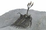 Trident Walliserops Trilobite - Exceptional Preparation #310137-4